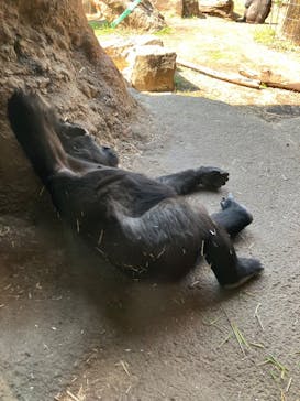 恩賜上野動物園に投稿された画像（2025/4/6）