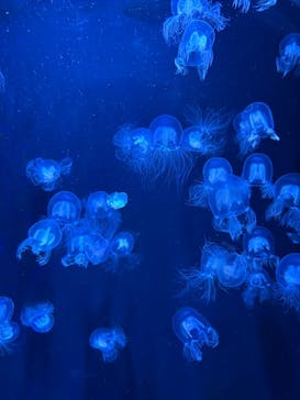 マリンワールド海の中道に投稿された画像（2025/4/6）