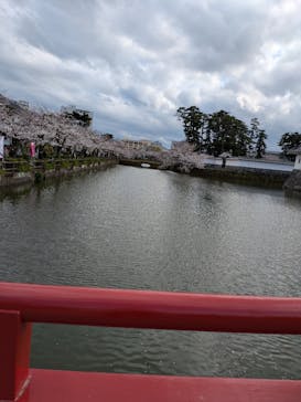 小田原城に投稿された画像（2025/4/6）