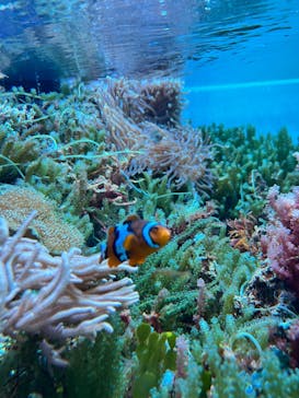 マクセル アクアパーク品川に投稿された画像（2025/4/6）