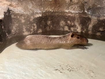 マクセル アクアパーク品川に投稿された画像（2025/4/6）