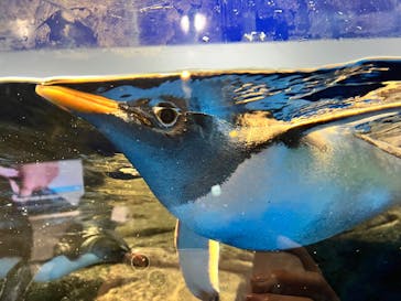 マクセル アクアパーク品川に投稿された画像（2025/4/6）