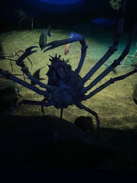 アクアワールド茨城県大洗水族館に投稿された画像（2025/4/6）