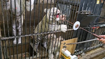 伊豆アニマルキングダムに投稿された画像（2025/4/6）