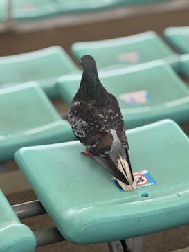 名古屋港水族館に投稿された画像（2025/4/6）