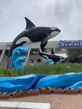 鴨川シーワールドに投稿された画像（2025/4/6）