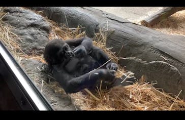 恩賜上野動物園に投稿された画像（2025/4/6）