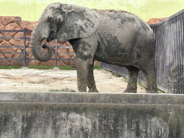 東武動物公園に投稿された画像（2025/4/6）