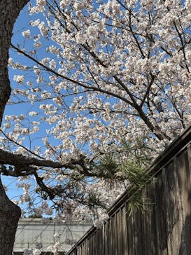 東映太秦映画村に投稿された画像（2025/4/6）