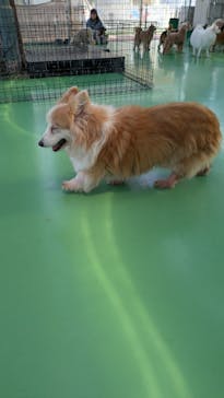 つくばわんわんランドに投稿された画像（2025/4/6）