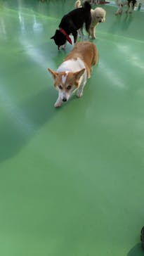 つくばわんわんランドに投稿された画像（2025/4/6）