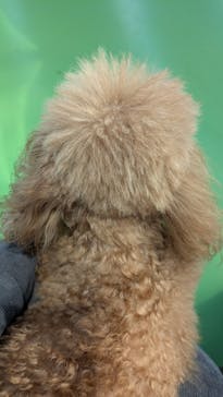 つくばわんわんランドに投稿された画像（2025/4/6）