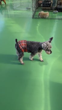 つくばわんわんランドに投稿された画像（2025/4/6）