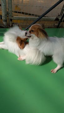 つくばわんわんランドに投稿された画像（2025/4/6）