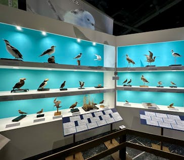 特別展「鳥～ゲノム解析が解き明かす新しい鳥類の系統～」に投稿された画像（2025/4/6）