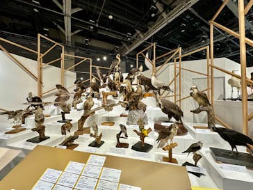 特別展「鳥～ゲノム解析が解き明かす新しい鳥類の系統～」に投稿された画像（2025/4/6）