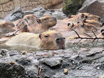 伊豆シャボテン動物公園に投稿された画像（2025/4/6）