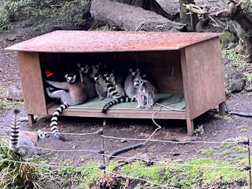 伊豆シャボテン動物公園に投稿された画像（2025/4/6）
