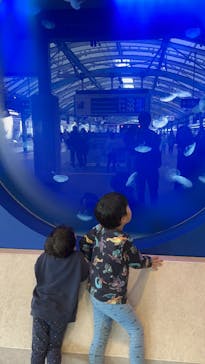 新江ノ島水族館に投稿された画像（2025/4/6）