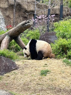 恩賜上野動物園に投稿された画像（2025/4/6）