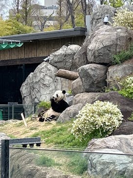 恩賜上野動物園に投稿された画像（2025/4/6）