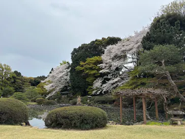 新宿御苑に投稿された画像（2025/4/6）