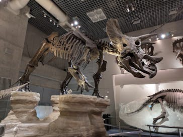 国立科学博物館に投稿された画像（2025/4/6）