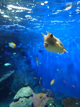 しながわ水族館に投稿された画像（2025/4/6）