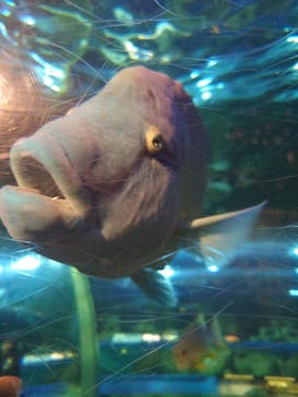 しながわ水族館に投稿された画像（2025/4/6）