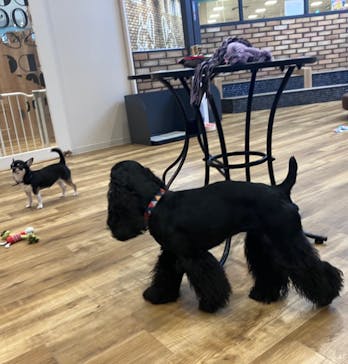 いぬカフェRio イオンモール常滑店に投稿された画像（2025/4/6）