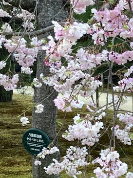 元離宮二条城に投稿された画像（2025/4/6）