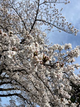 小田原城に投稿された画像（2025/4/6）