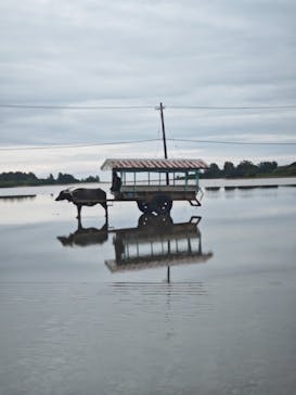 西表島 ADVENTURE PiPi（アドベンチャーピピ）に投稿された画像（2025/4/6）