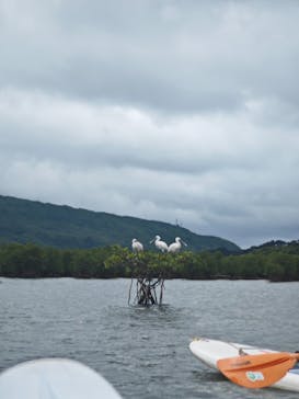 西表島 ADVENTURE PiPi（アドベンチャーピピ）に投稿された画像（2025/4/6）