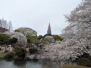 新宿御苑に投稿された画像（2025/4/6）