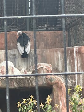 天王寺動物園に投稿された画像（2025/4/6）