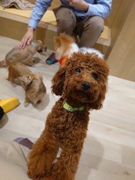 いぬカフェRio 秋葉原店に投稿された画像（2025/4/6）