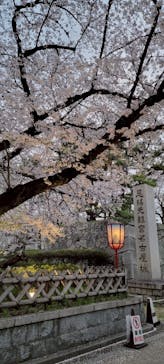 名古屋城に投稿された画像（2025/4/6）