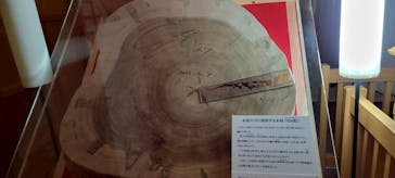 名古屋城に投稿された画像（2025/4/6）