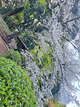 新宿御苑に投稿された画像（2025/4/6）