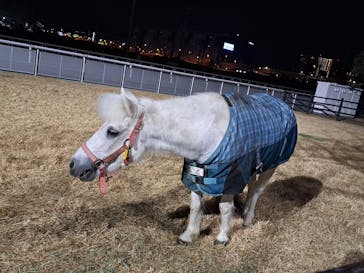 東京メガイルミに投稿された画像（2025/4/6）
