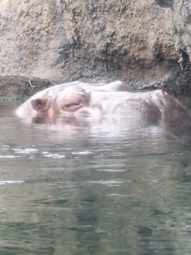 天王寺動物園に投稿された画像（2025/4/6）