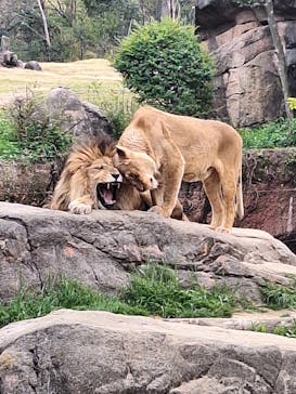 天王寺動物園に投稿された画像（2025/4/6）