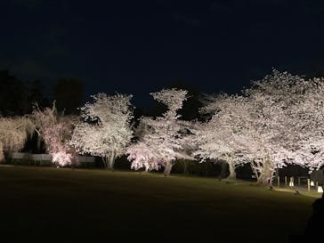 NAKED meets 二条城 2025 観月に投稿された画像（2025/4/6）