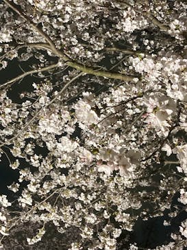 NAKED meets 二条城 2025 観月に投稿された画像（2025/4/6）