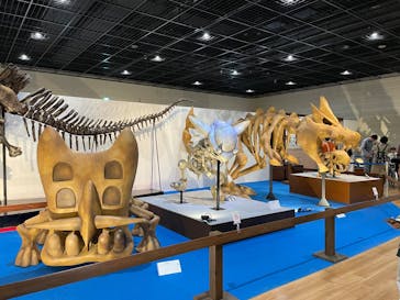 福井県立恐竜博物館に投稿された画像（2025/4/6）