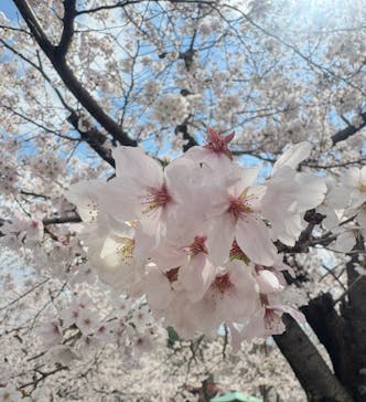 万博記念公園に投稿された画像（2025/4/6）