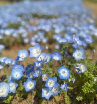 万博記念公園に投稿された画像（2025/4/6）