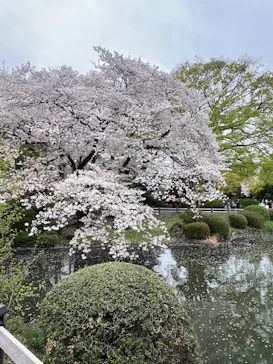 新宿御苑に投稿された画像（2025/4/6）