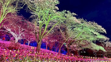 さがみ湖MORI MORIに投稿された画像（2025/4/6）